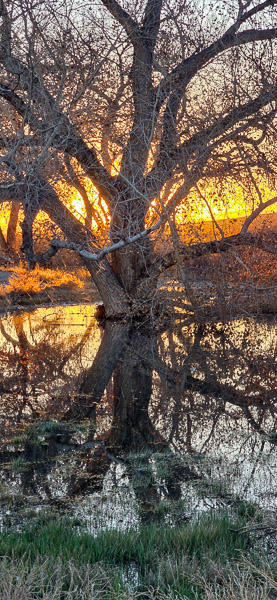 Bernardo Wildlife Area, New Mexico